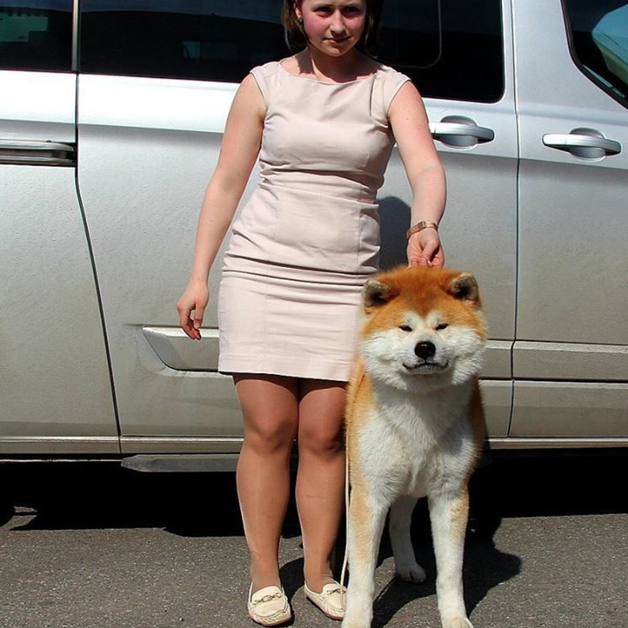 Dog show 2016. SHIOMARU Питомник сиба и акита-ину