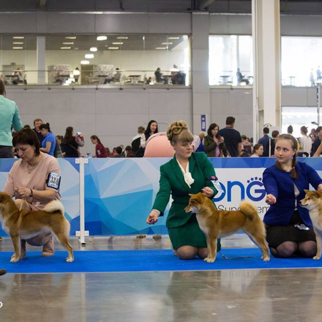Dog show 2018. SHIOMARU Питомник сиба и акита-ину