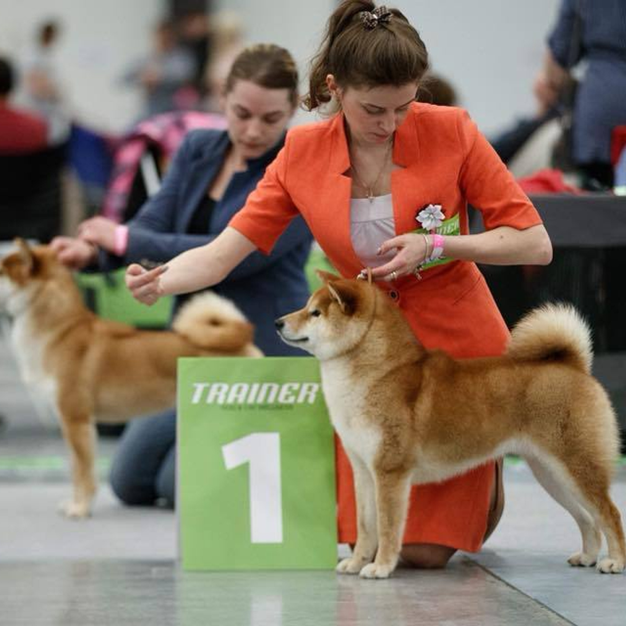 SHIOMARU BRENDI. SHIOMARU Shiba and Akita Inu Kennel