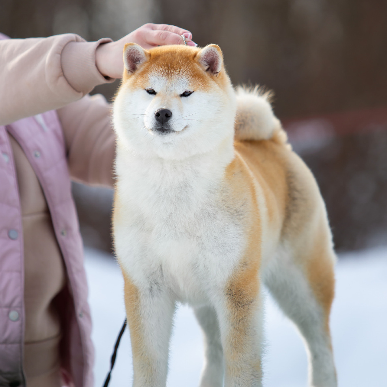 ПОМЕТ M-2022. SHIOMARU Питомник сиба и акита-ину