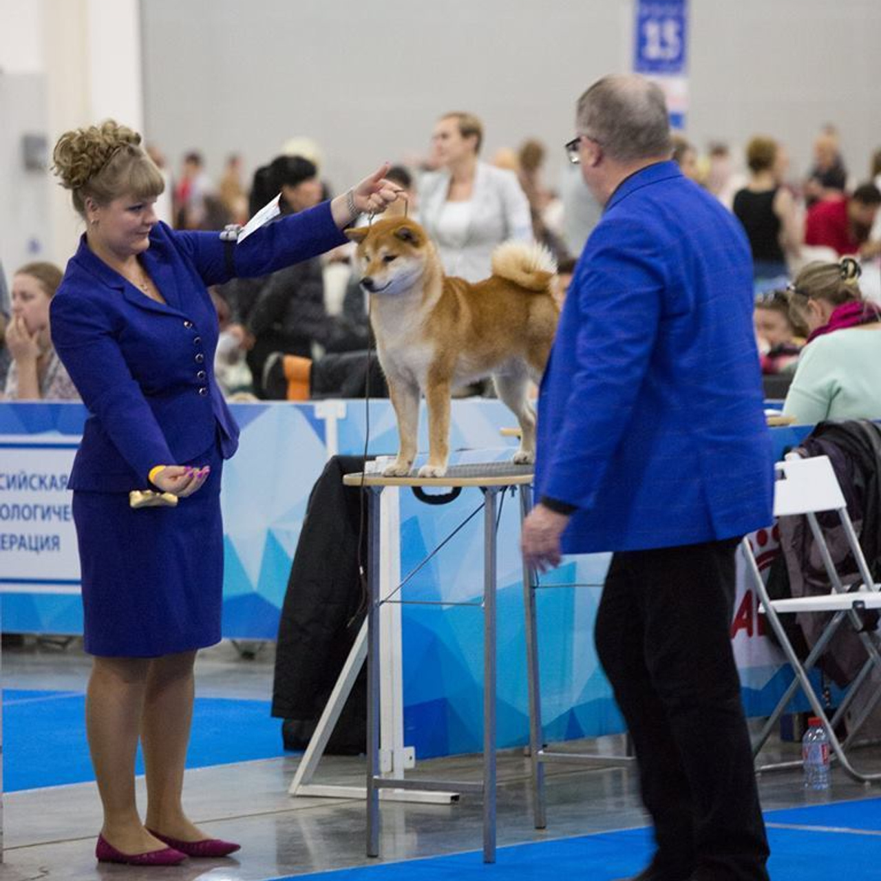 Выпускники питомника. SHIOMARU Питомник сиба и акита-ину