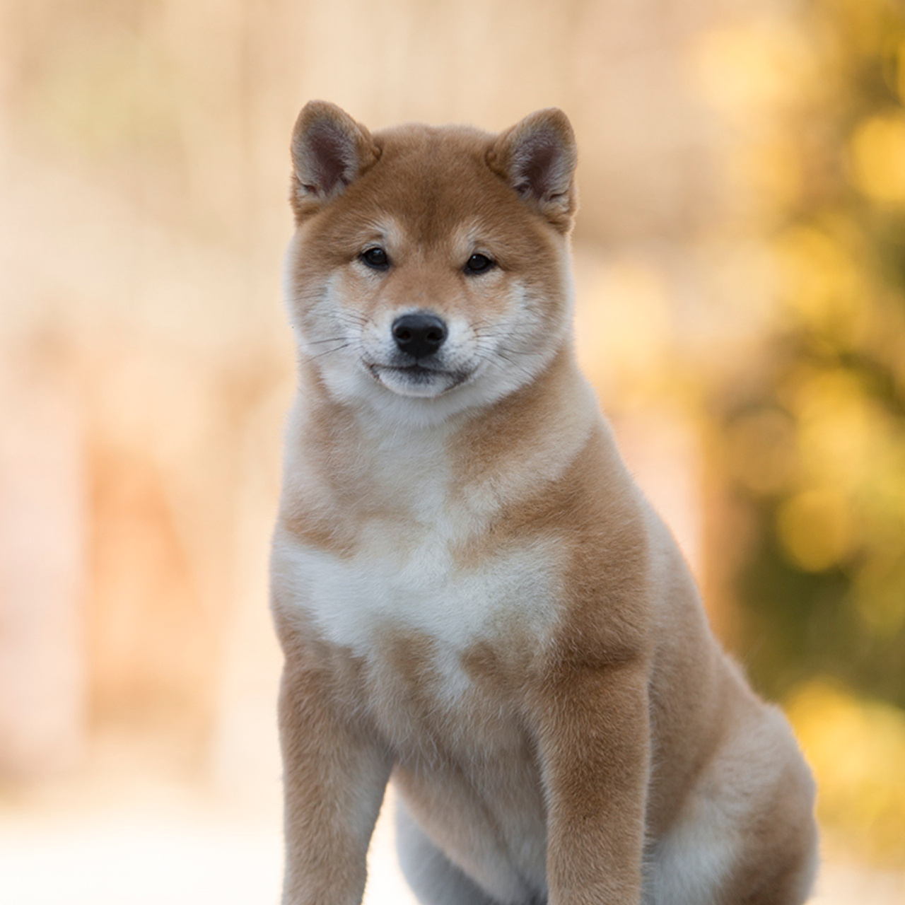 Помет S. SHIOMARU Питомник сиба и акита-ину