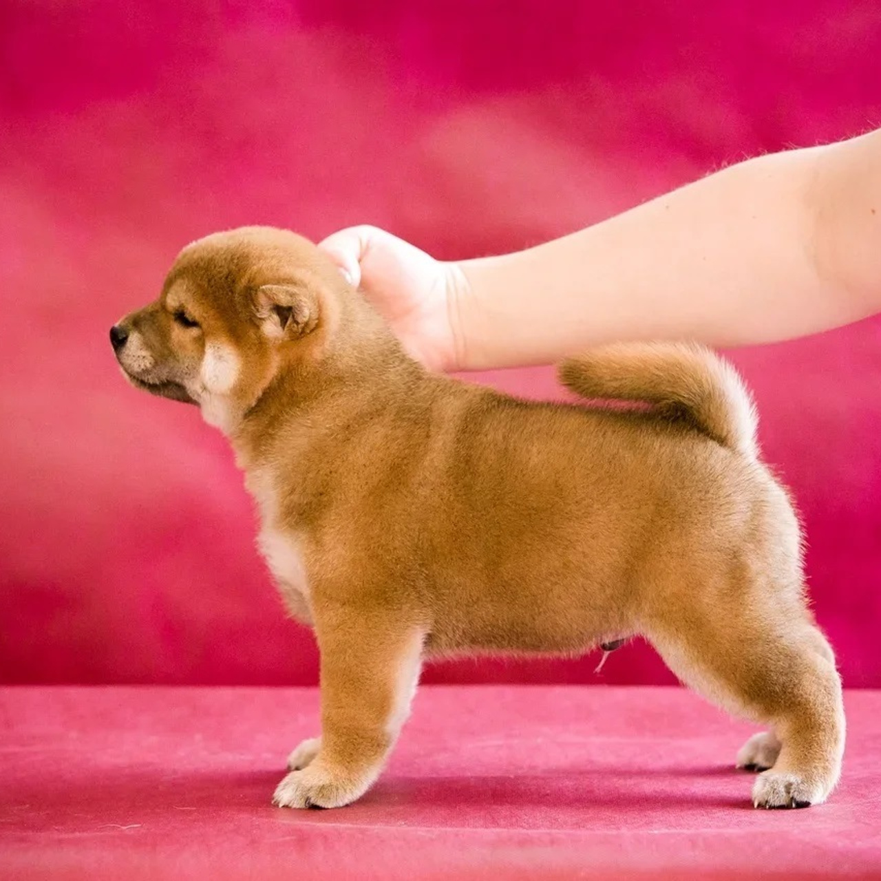 ПОМЕТ Q. SHIOMARU Питомник сиба и акита-ину