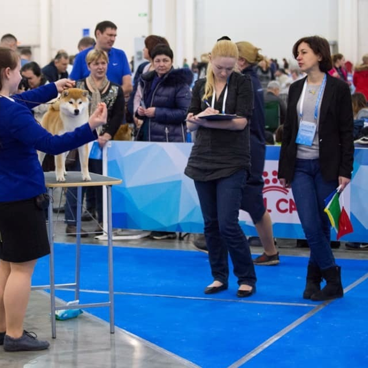 LYURUA DYURING HONMEI CHOKO. SHIOMARU Питомник сиба и акита-ину