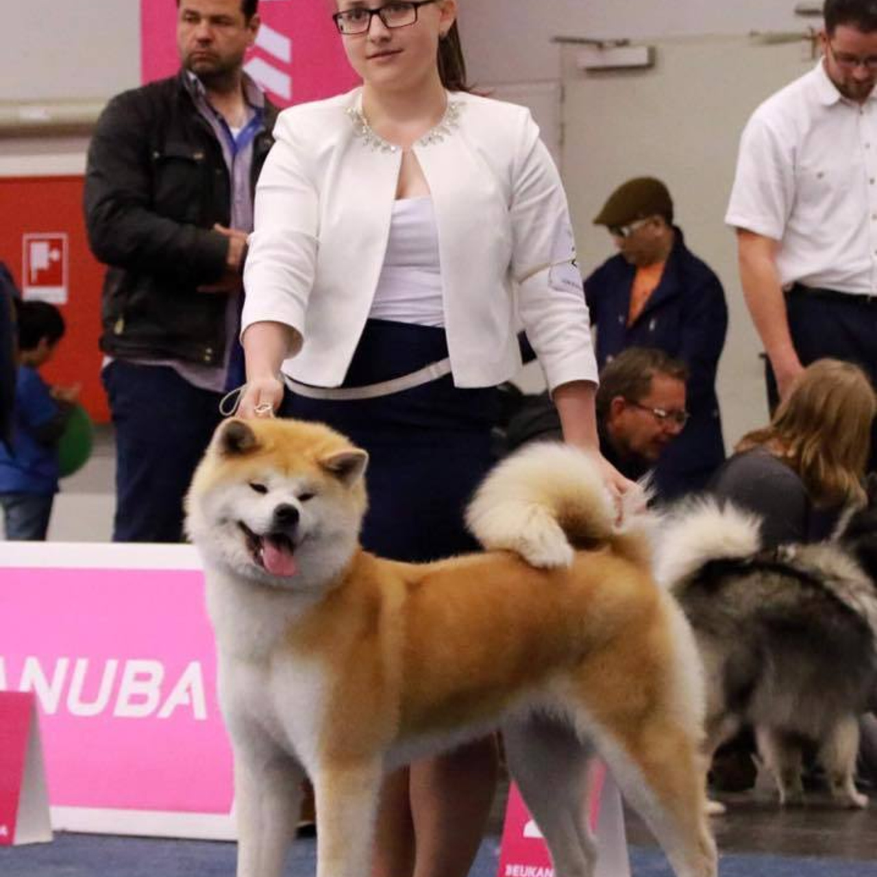 Dog show 2017. SHIOMARU Питомник сиба и акита-ину