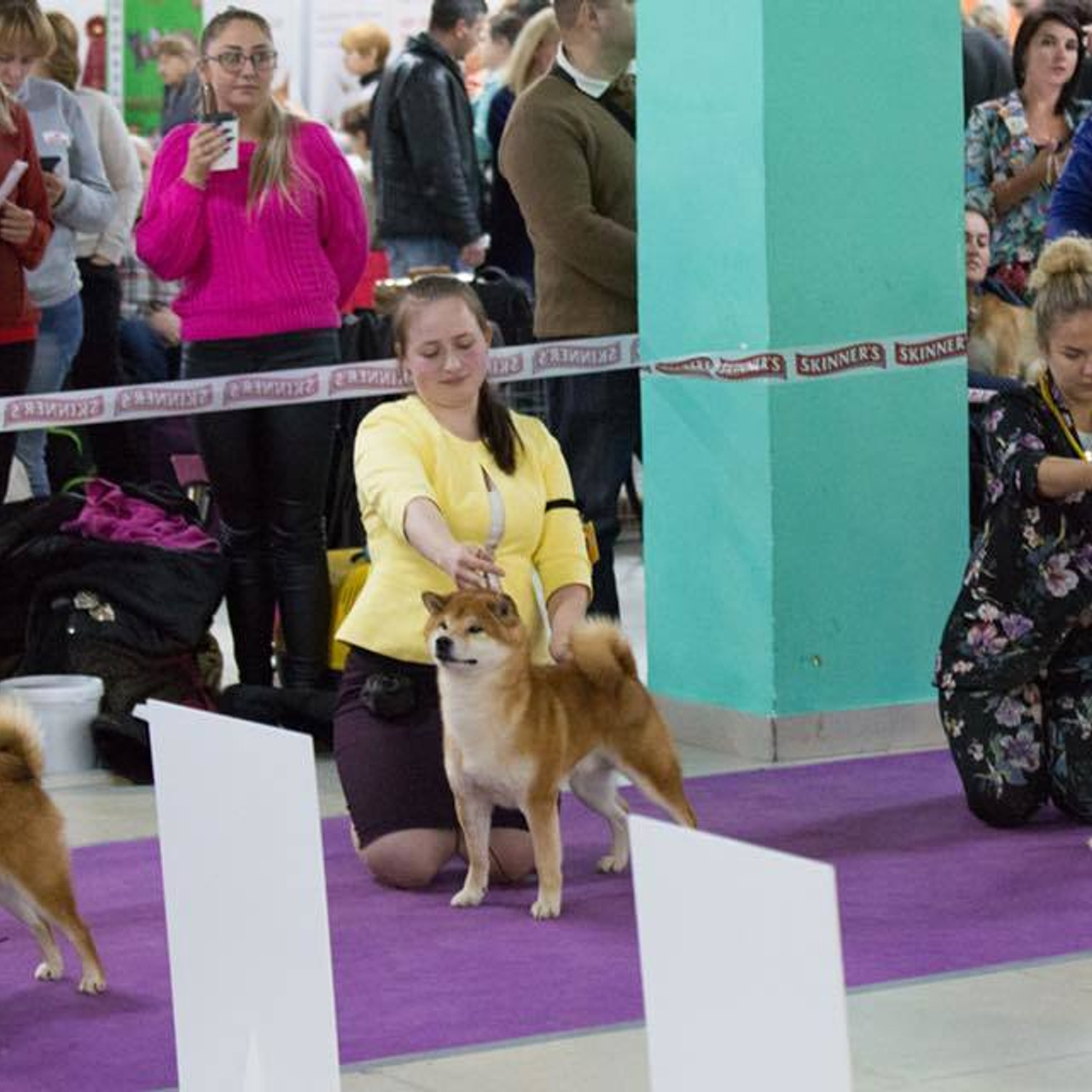Dog show 2018. SHIOMARU Питомник сиба и акита-ину