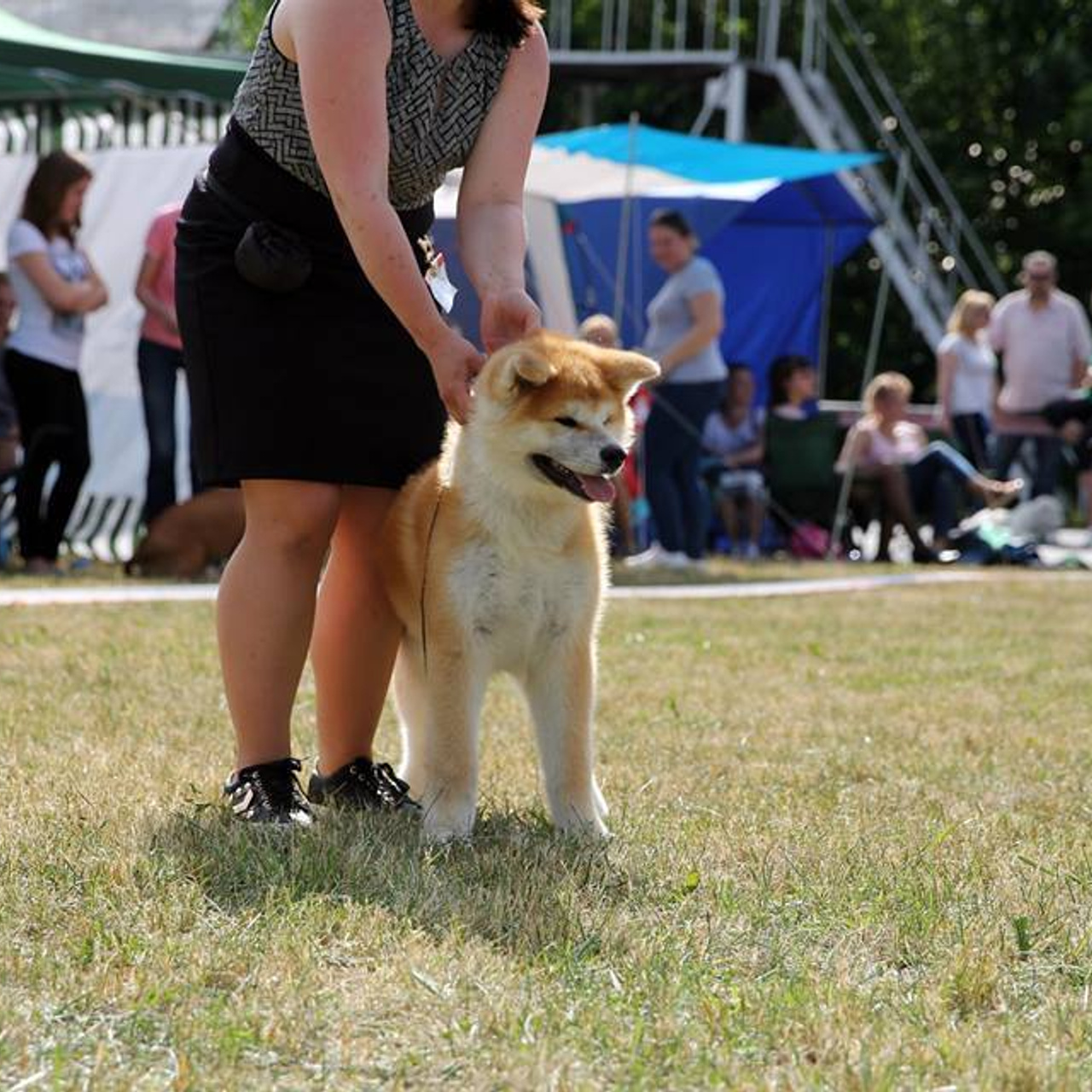 Dog show 2018. SHIOMARU Питомник сиба и акита-ину
