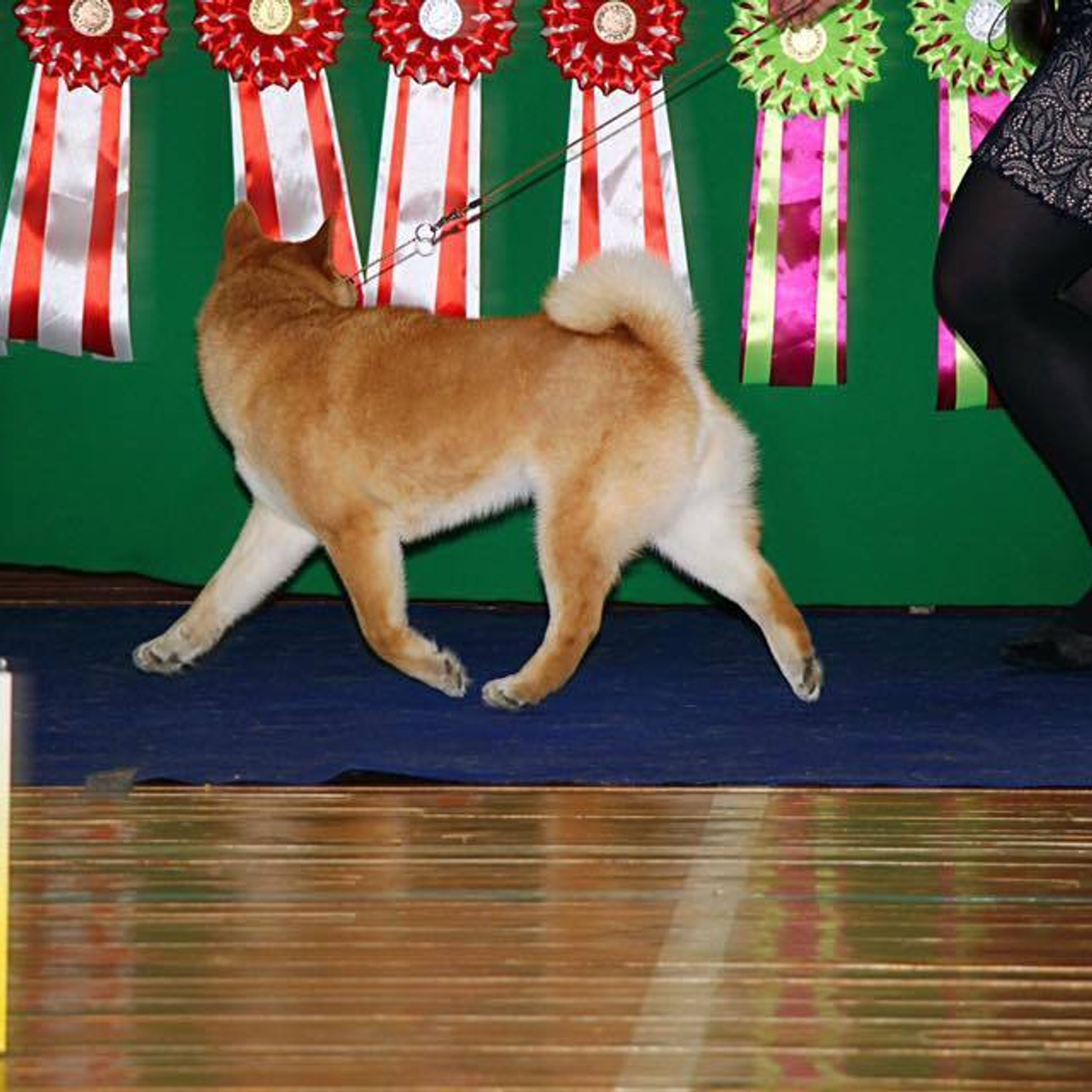 Dog show 2017. SHIOMARU Питомник сиба и акита-ину
