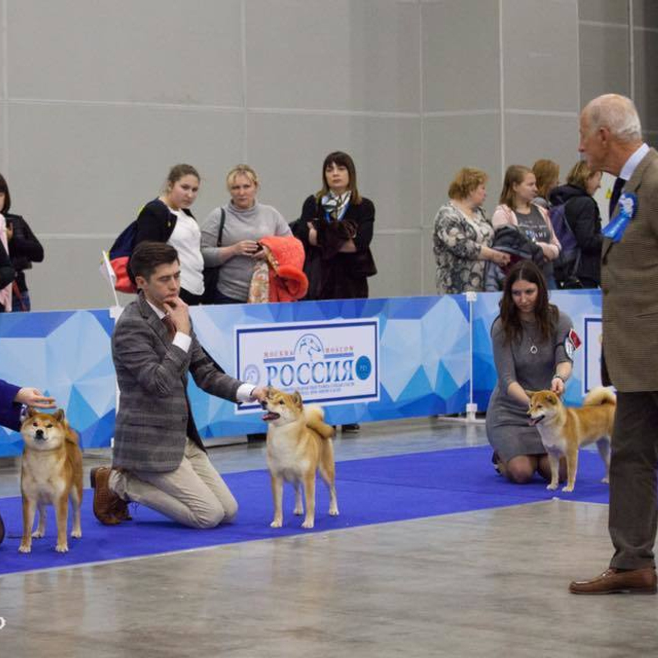 Dog show 2017. SHIOMARU Питомник сиба и акита-ину