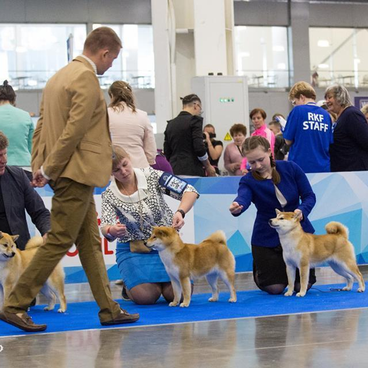 Dog show 2018. SHIOMARU Питомник сиба и акита-ину