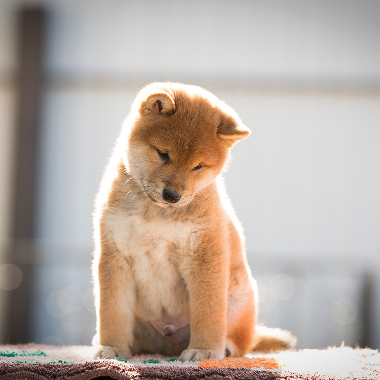 Помет T — Shiomaru kennel. SHIOMARU Shiba and Akita Inu Kennel