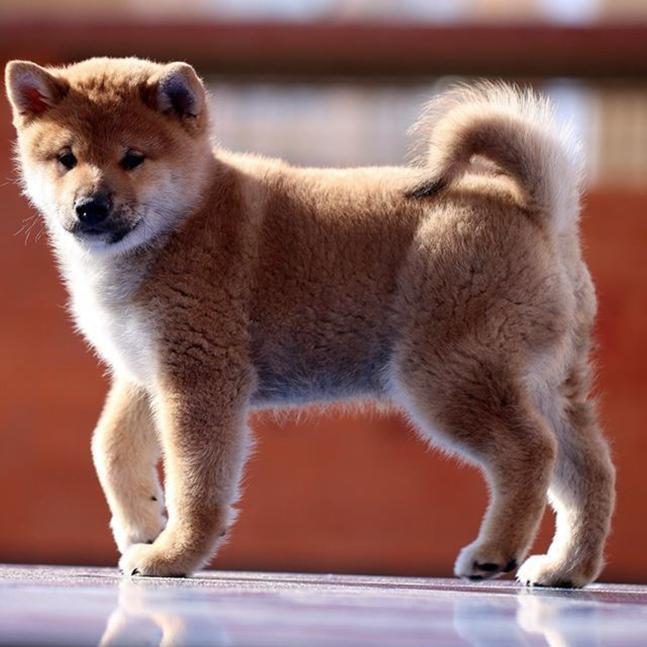 ПОМЕТ F. SHIOMARU Питомник сиба и акита-ину