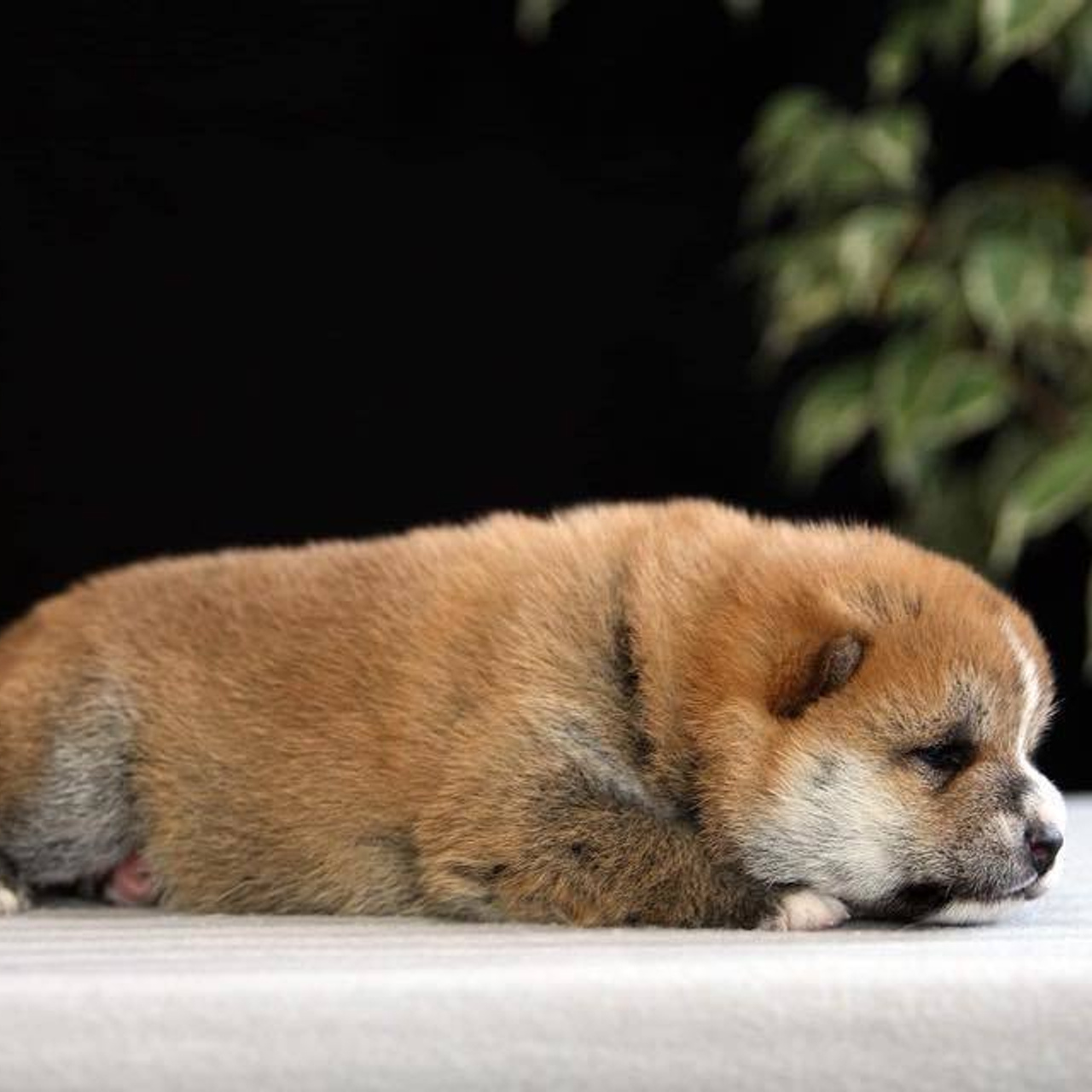 ПОМЕТ О. SHIOMARU Питомник сиба и акита-ину