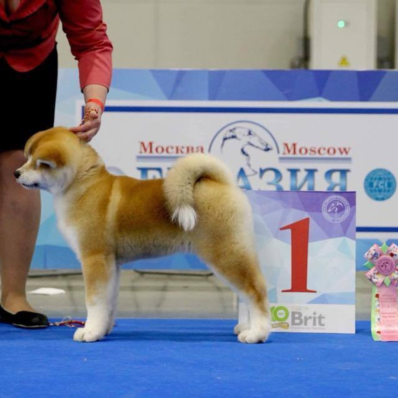 Выпускники питомника. SHIOMARU Питомник сиба и акита-ину