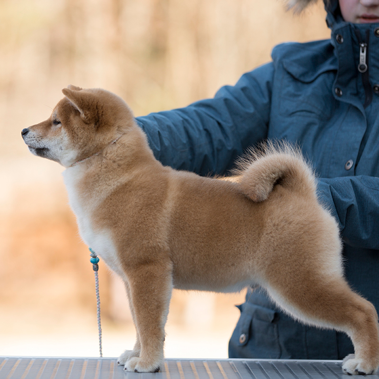 Помет S. SHIOMARU Питомник сиба и акита-ину