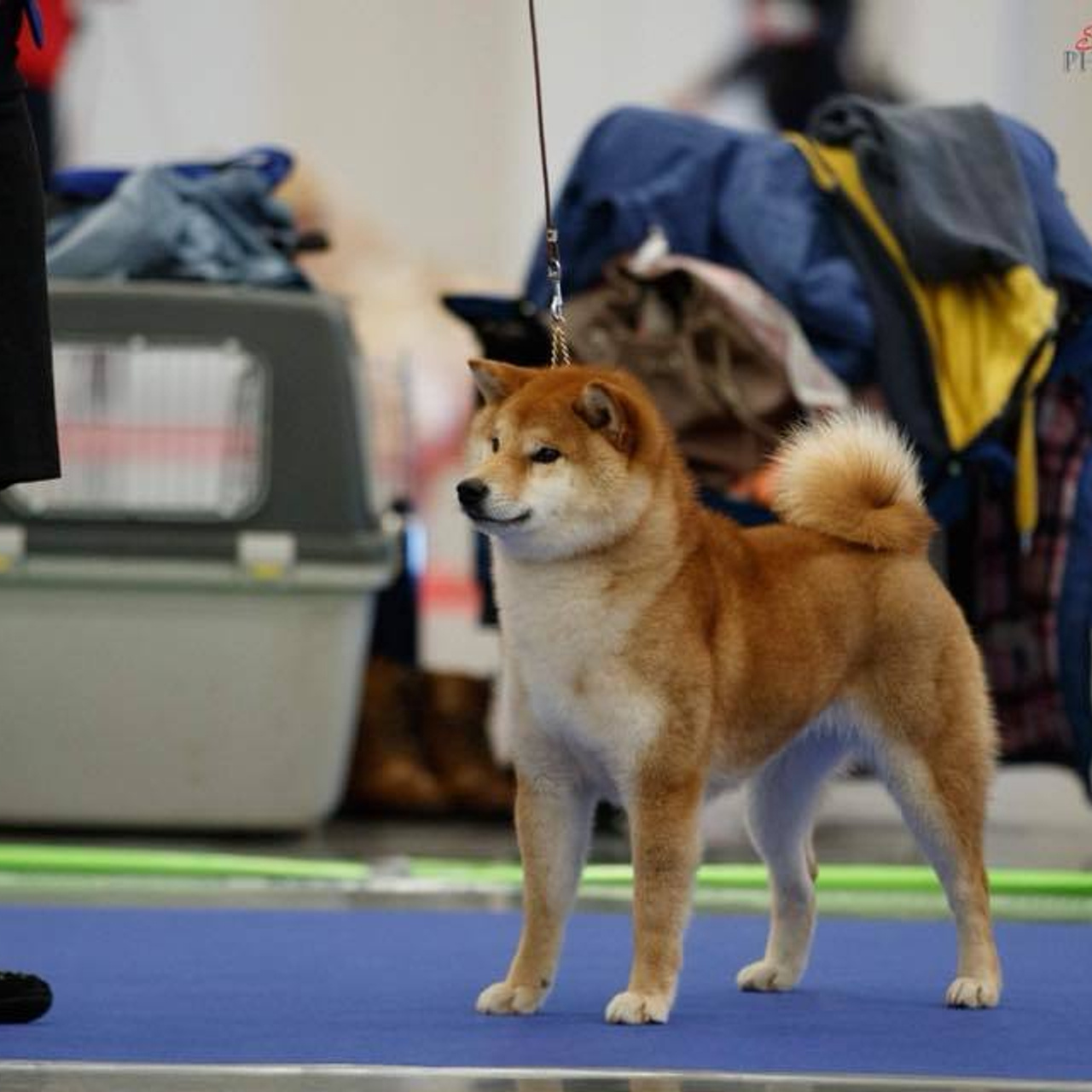 Dog show 2018. SHIOMARU Питомник сиба и акита-ину