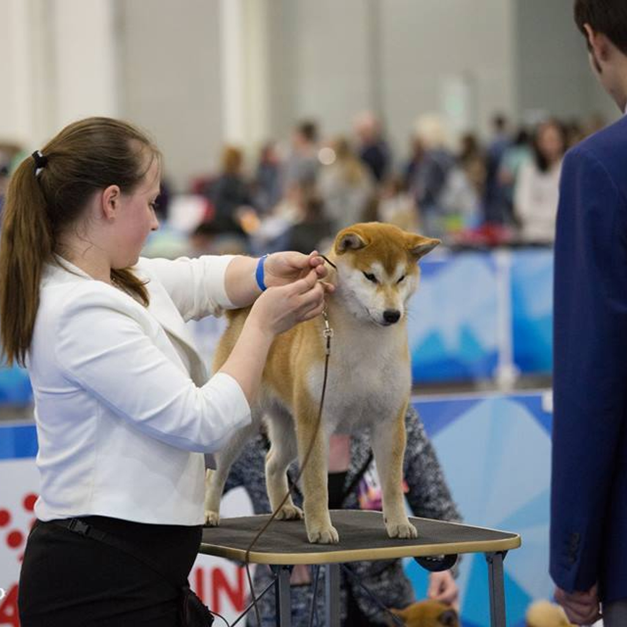 Dog show 2018. SHIOMARU Питомник сиба и акита-ину