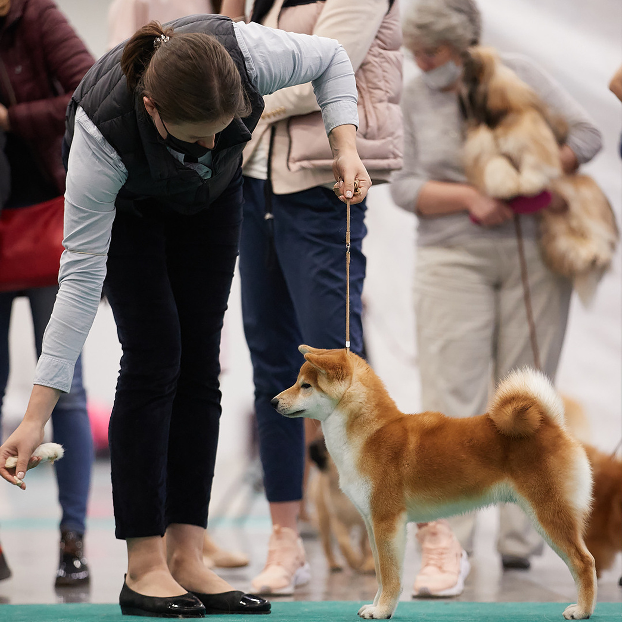 2020. SHIOMARU Shiba and Akita Inu Kennel