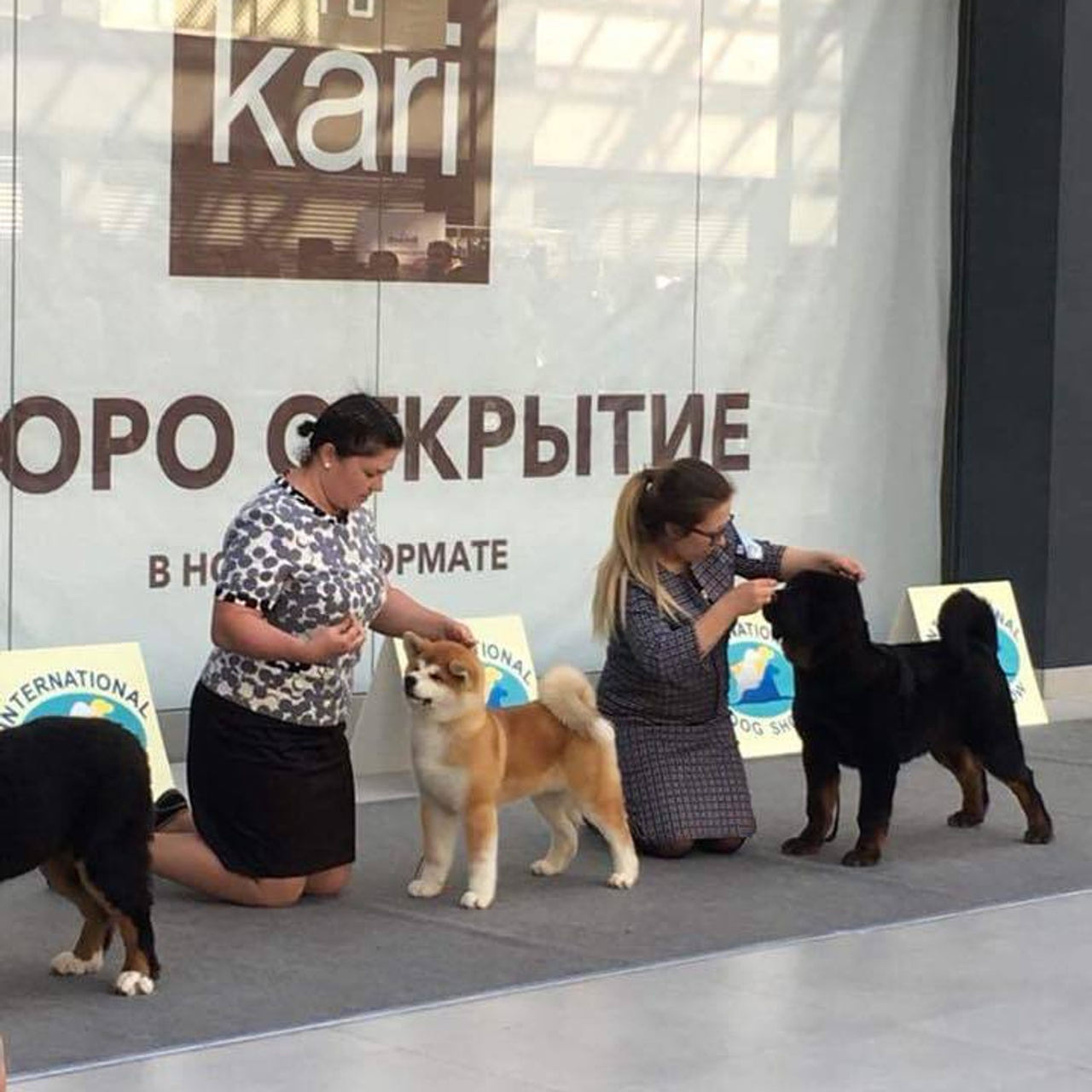 Выпускники питомника. SHIOMARU Питомник сиба и акита-ину