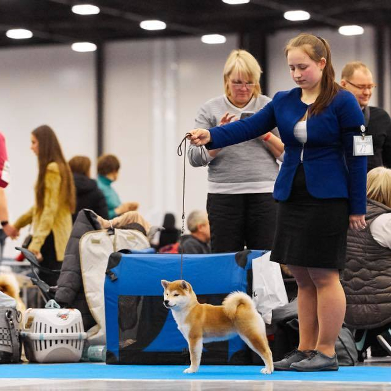Dog show 2018. SHIOMARU Питомник сиба и акита-ину