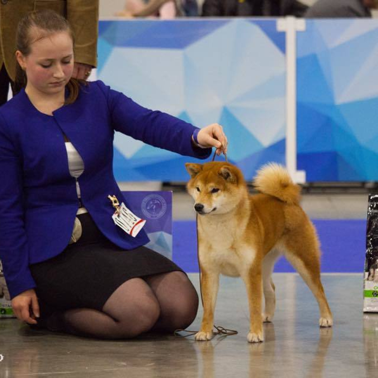Dog show 2017. SHIOMARU Питомник сиба и акита-ину