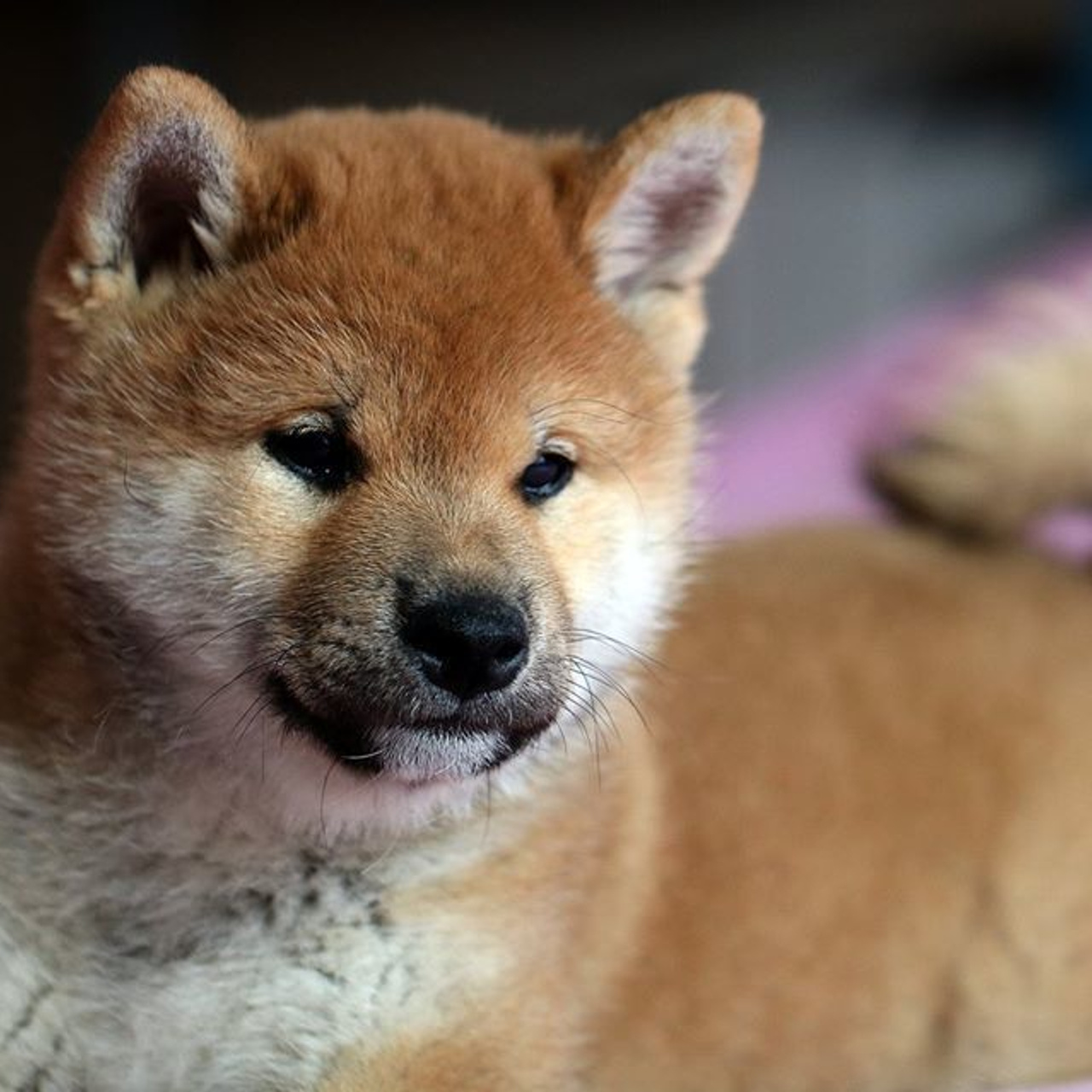 ПОМЕТ F. SHIOMARU Питомник сиба и акита-ину