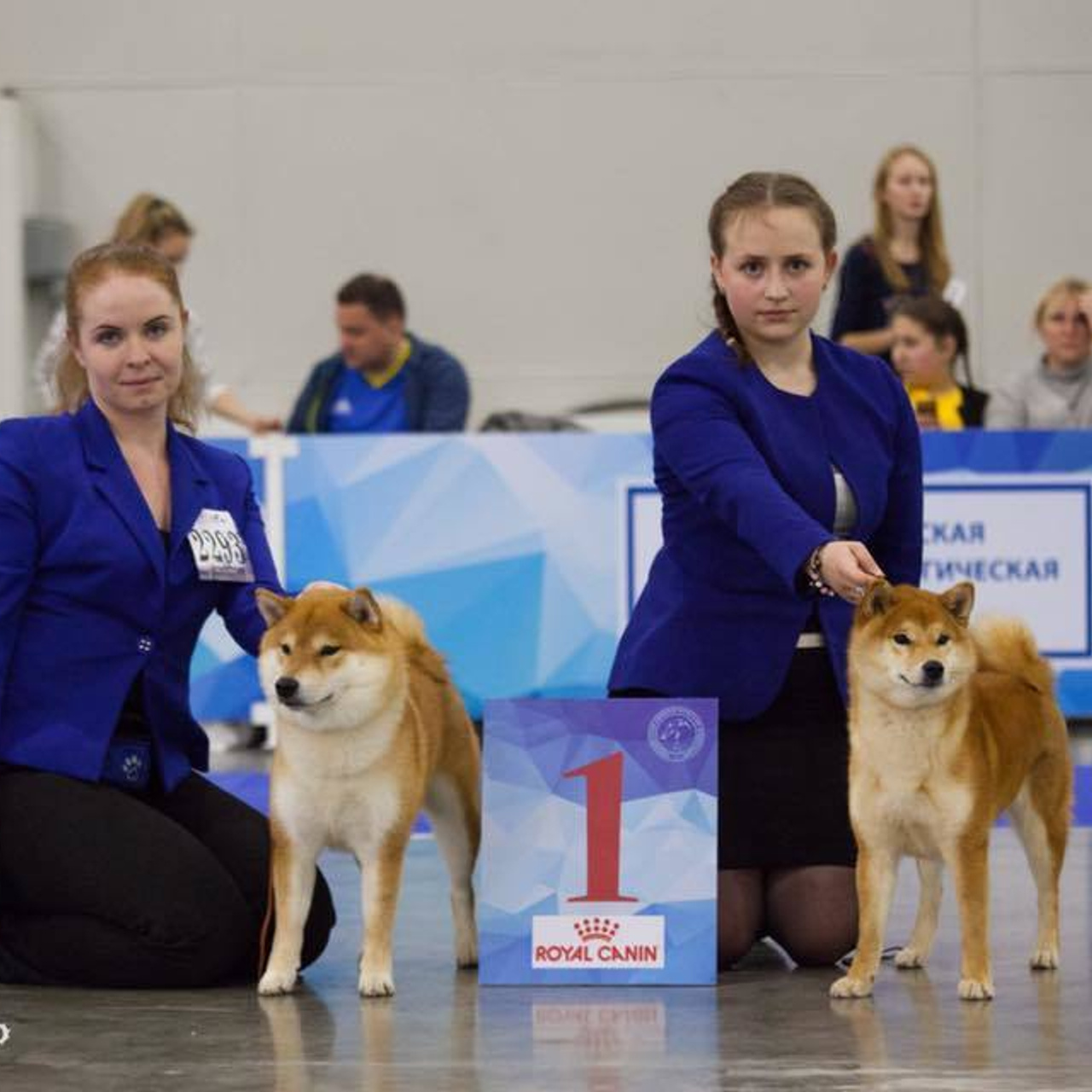 Dog show 2017. SHIOMARU Питомник сиба и акита-ину