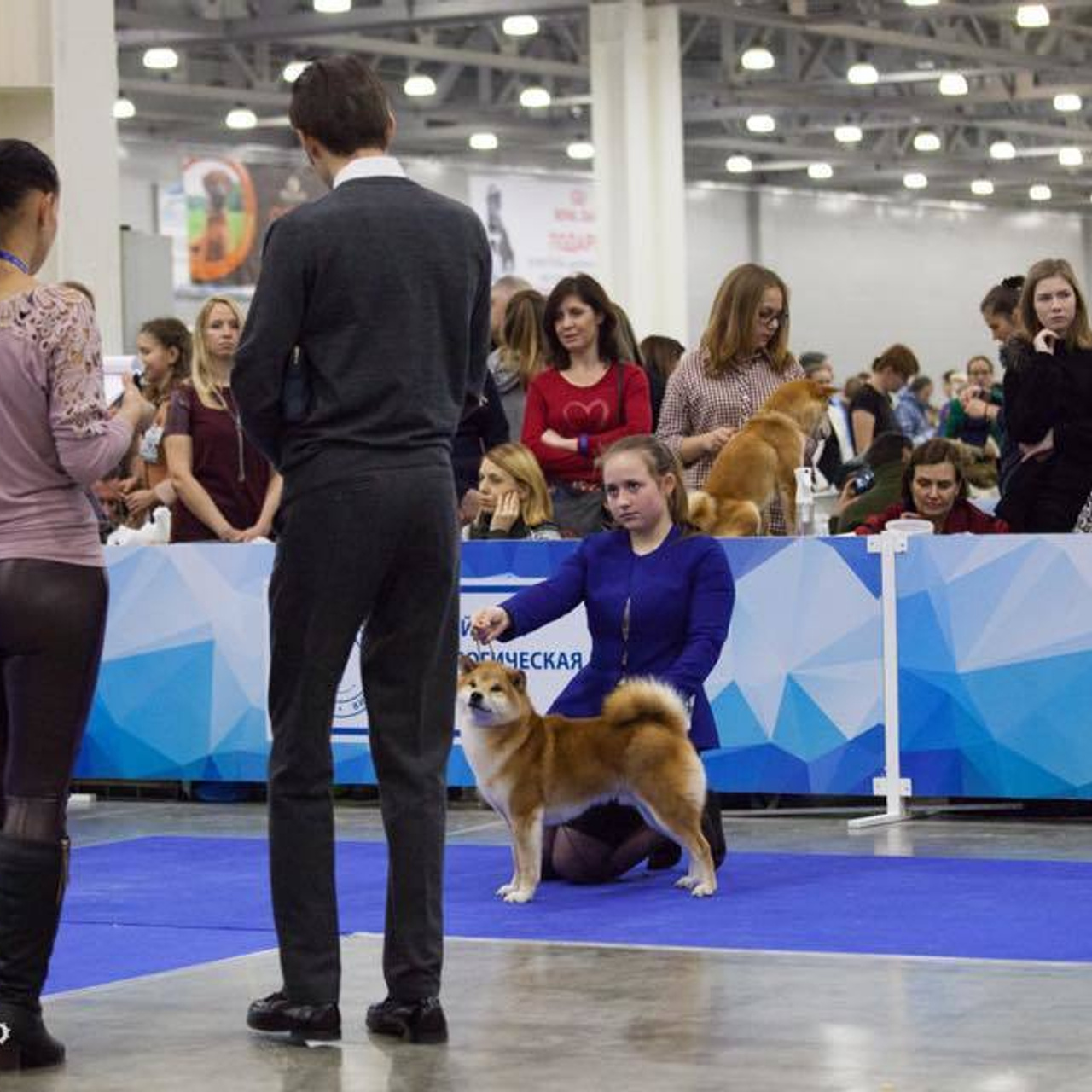 Dog show 2017. SHIOMARU Питомник сиба и акита-ину