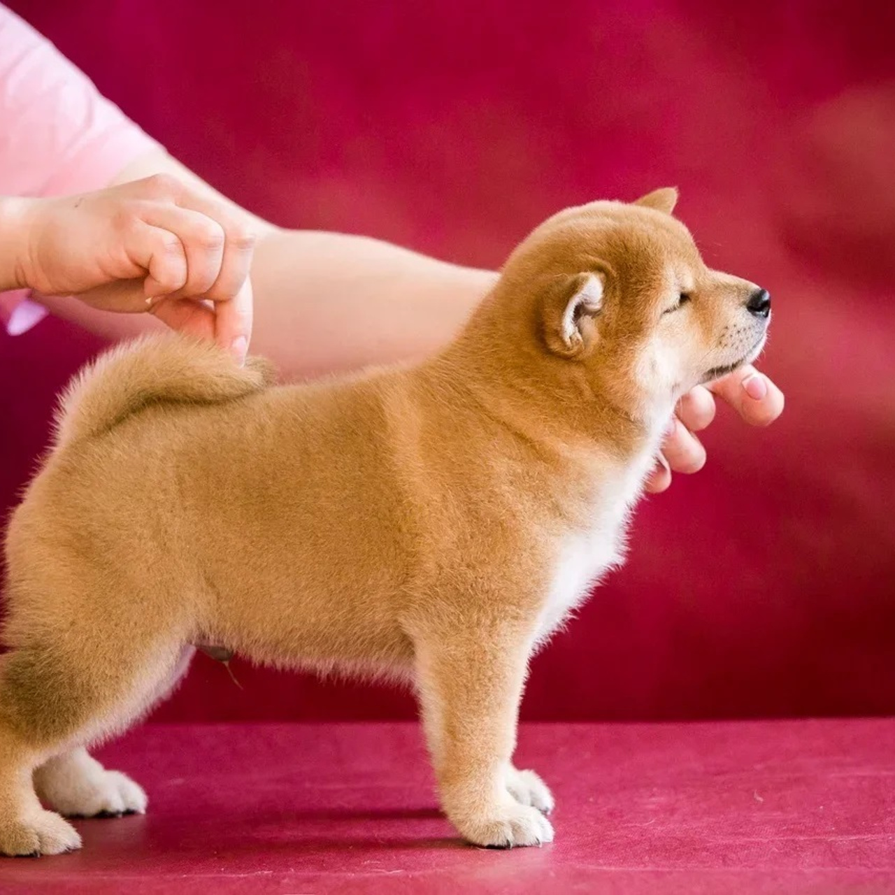 ПОМЕТ Q. SHIOMARU Питомник сиба и акита-ину