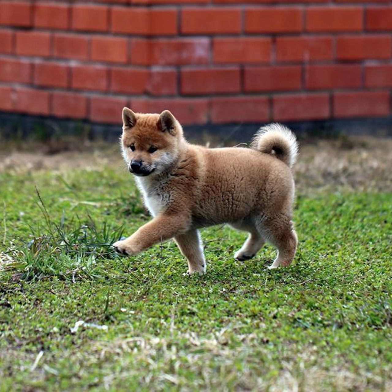 ПОМЕТ F. SHIOMARU Питомник сиба и акита-ину