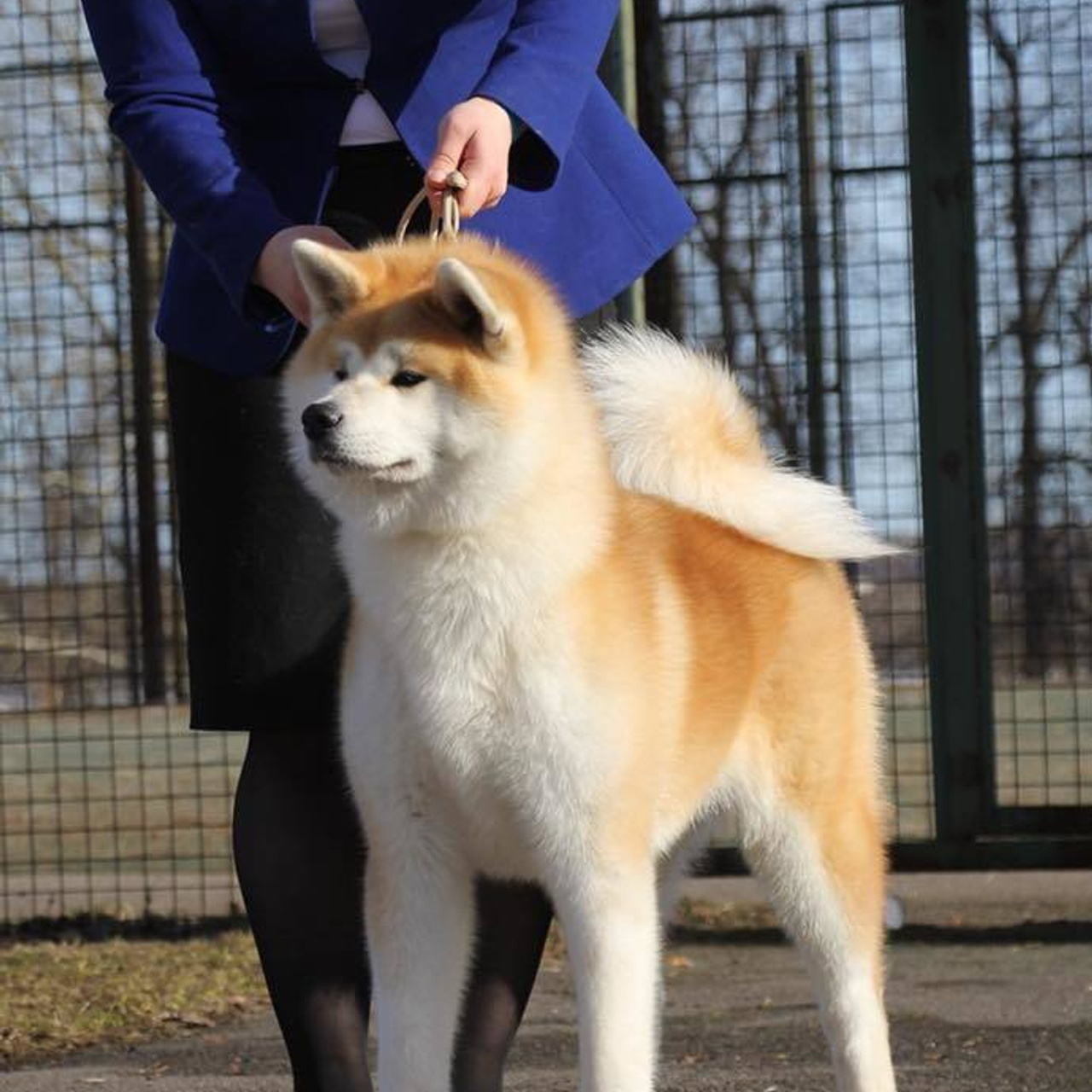 Dog show 2018. SHIOMARU Питомник сиба и акита-ину