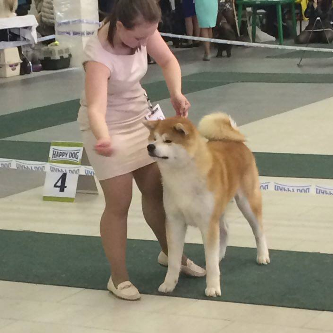 Dog show 2016. SHIOMARU Питомник сиба и акита-ину