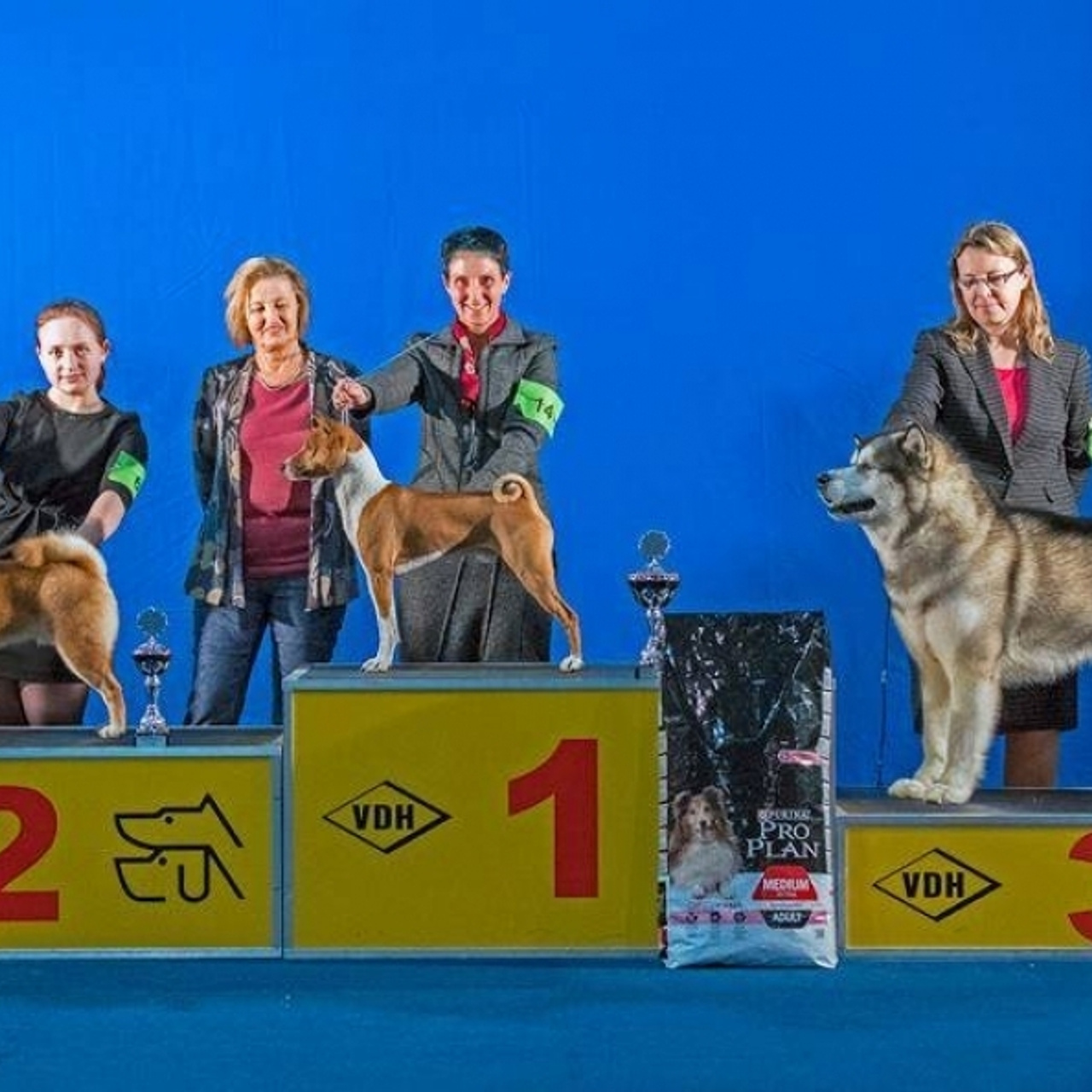 Dog show 2016. SHIOMARU Питомник сиба и акита-ину