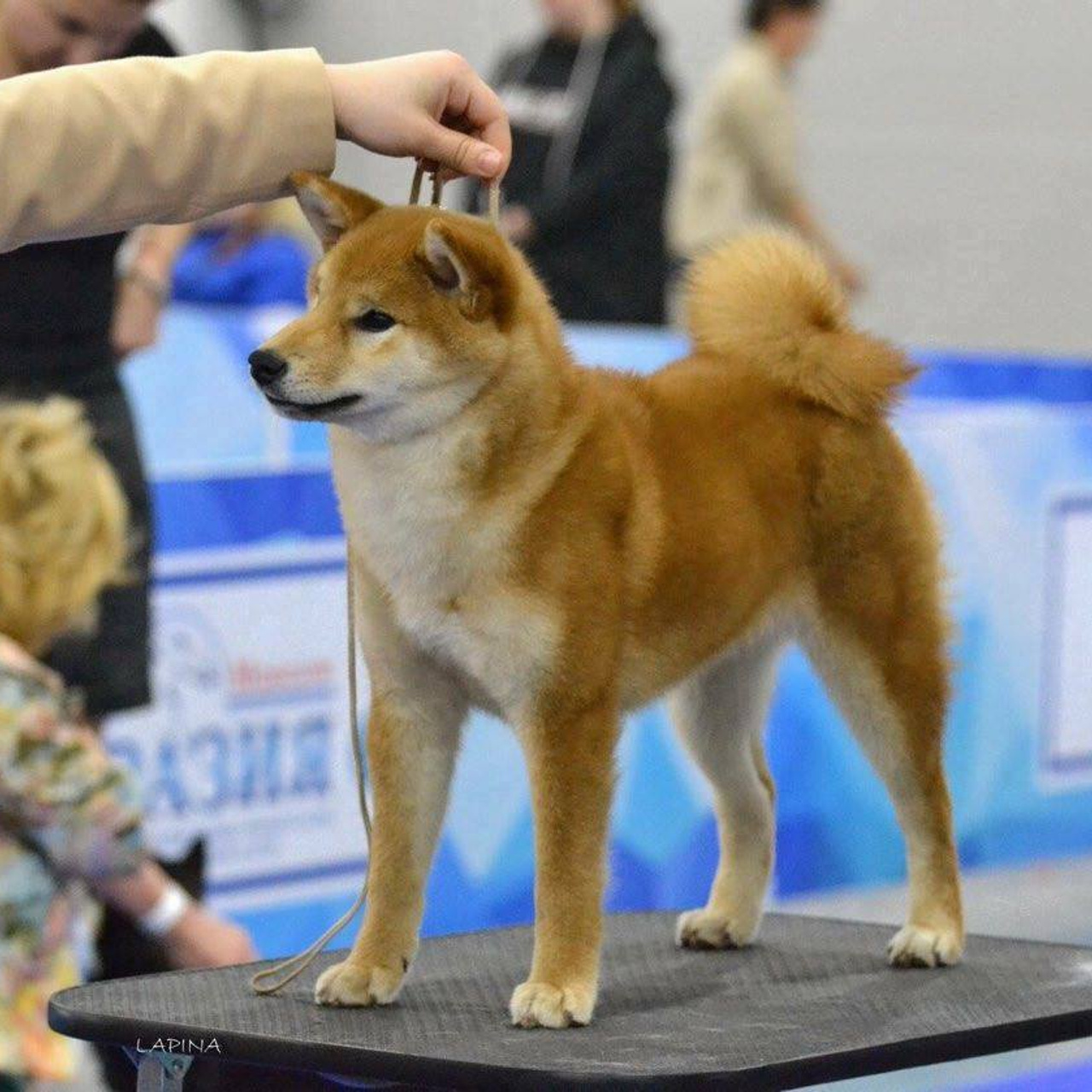 Dog show 2017. SHIOMARU Питомник сиба и акита-ину