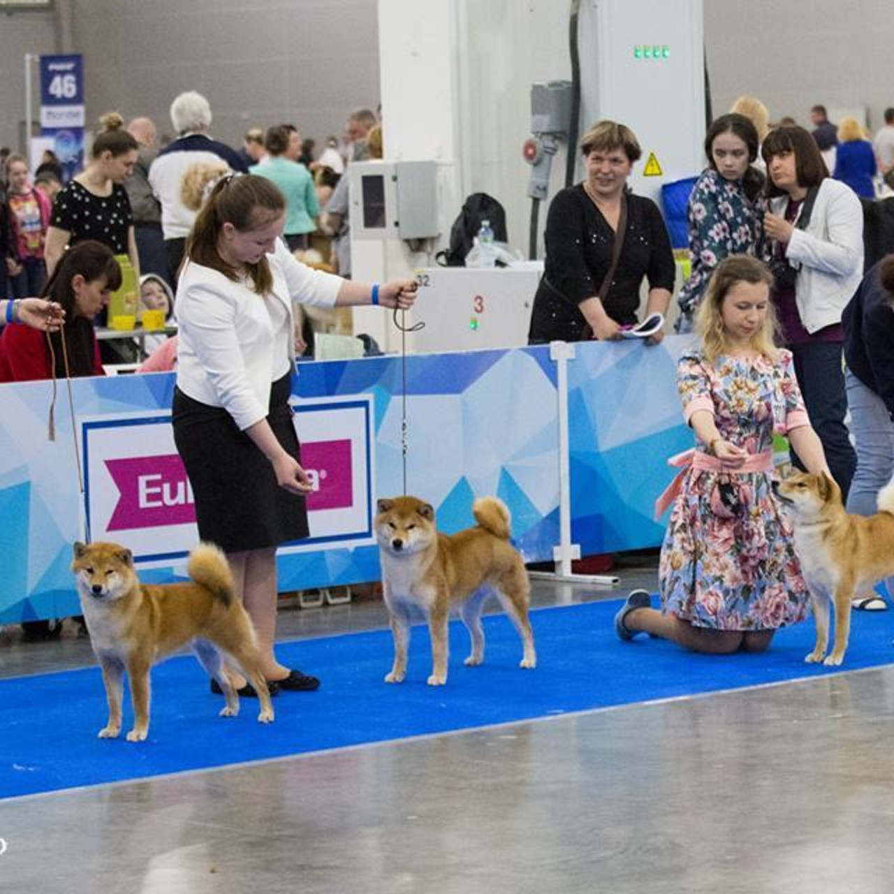 Dog show 2018. SHIOMARU Питомник сиба и акита-ину