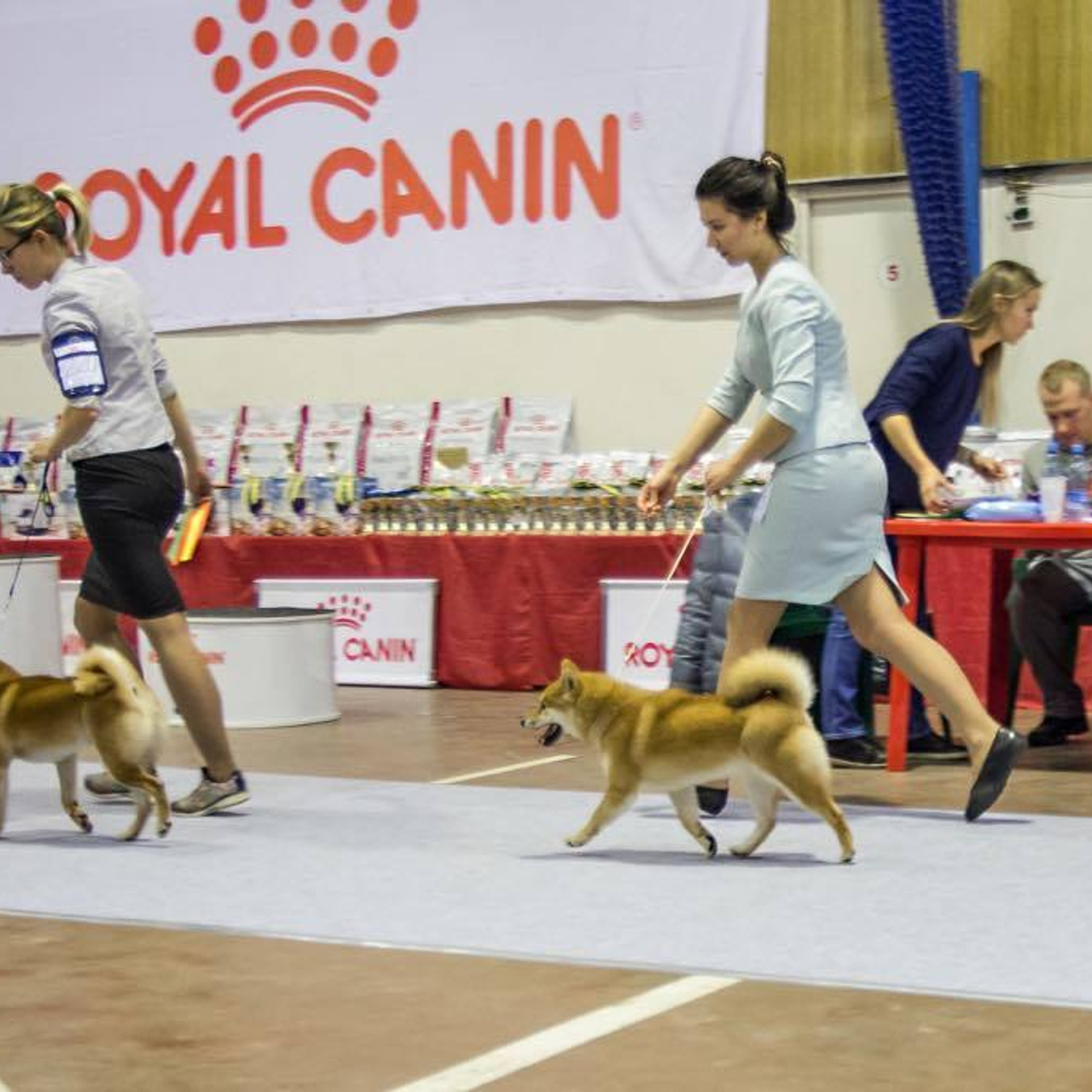 Выпускники питомника. SHIOMARU Питомник сиба и акита-ину