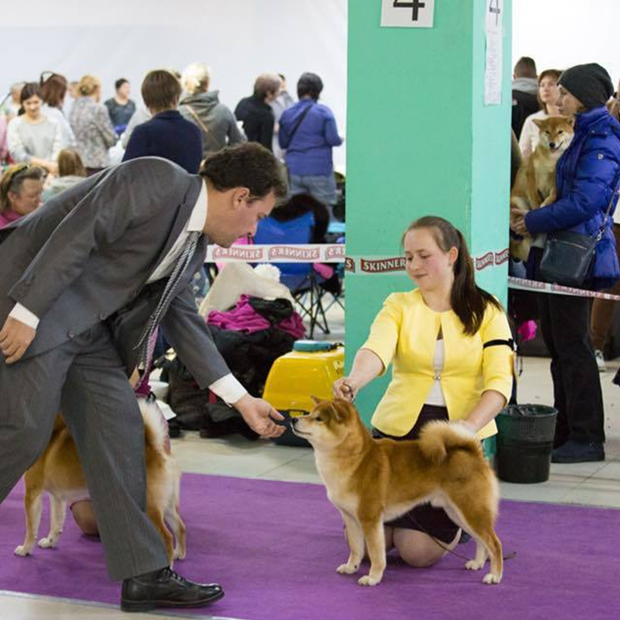 Dog show 2018. SHIOMARU Питомник сиба и акита-ину