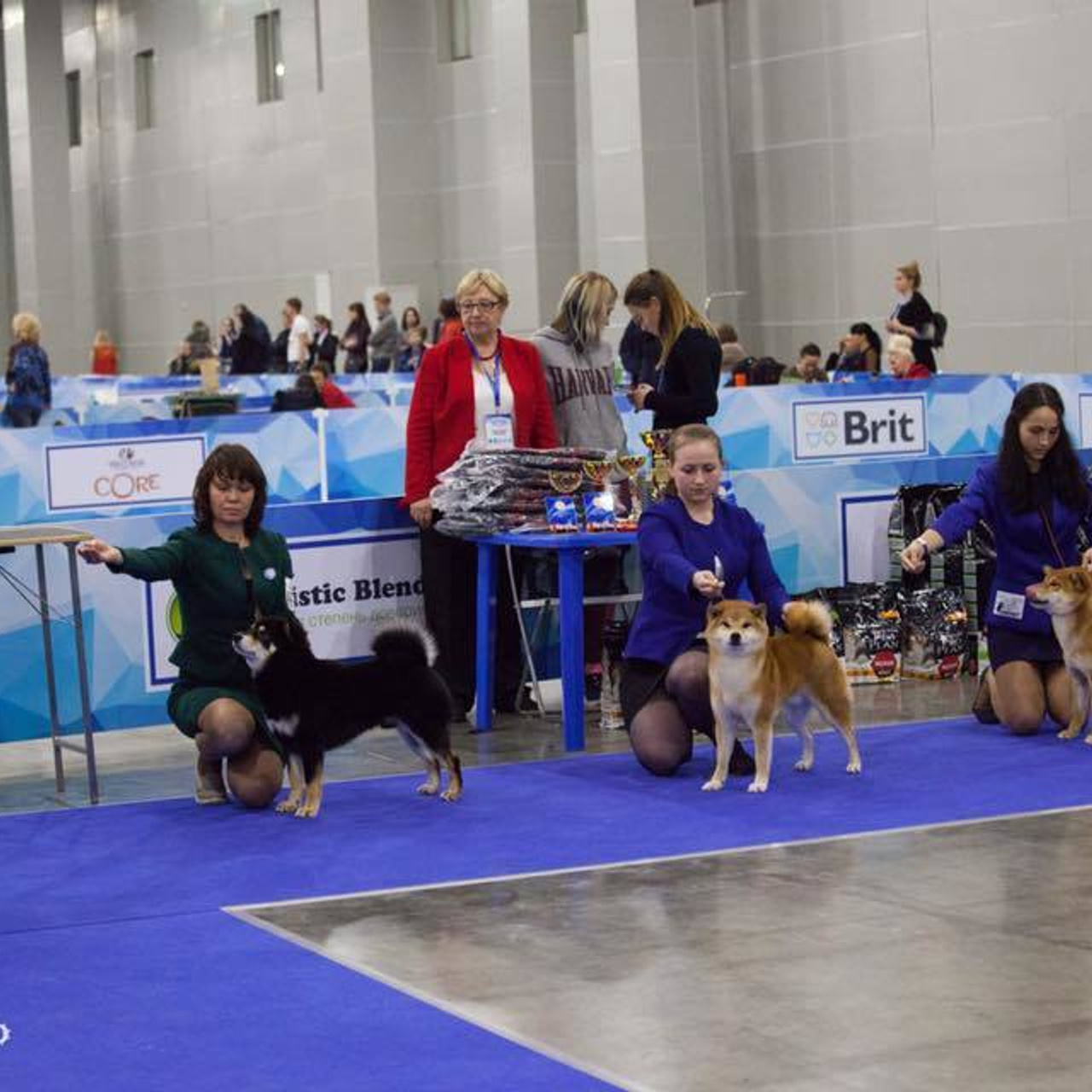 Dog show 2017. SHIOMARU Питомник сиба и акита-ину