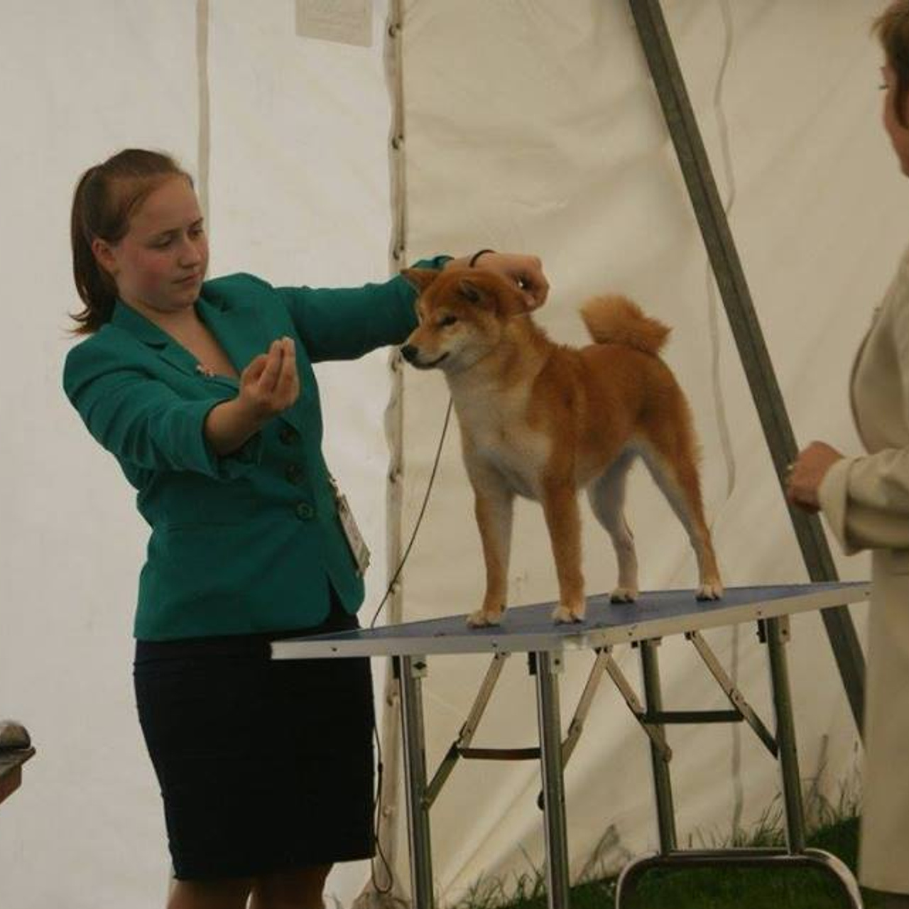 Dog show 2017. SHIOMARU Питомник сиба и акита-ину