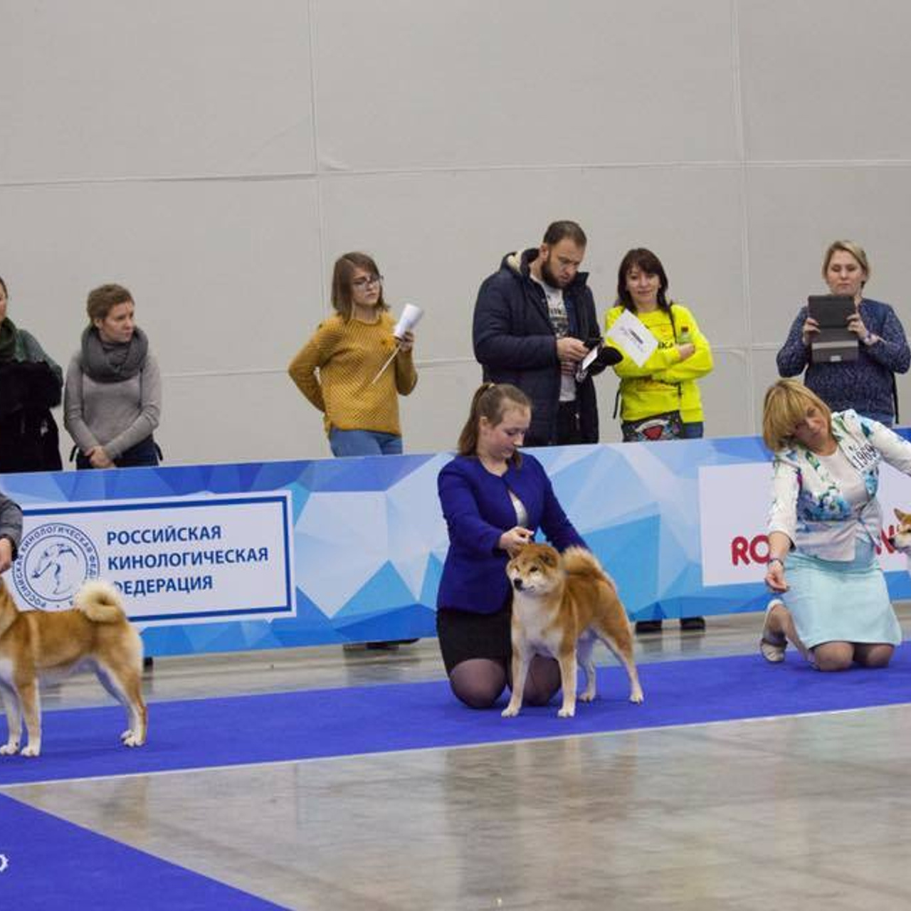 Dog show 2017. SHIOMARU Питомник сиба и акита-ину