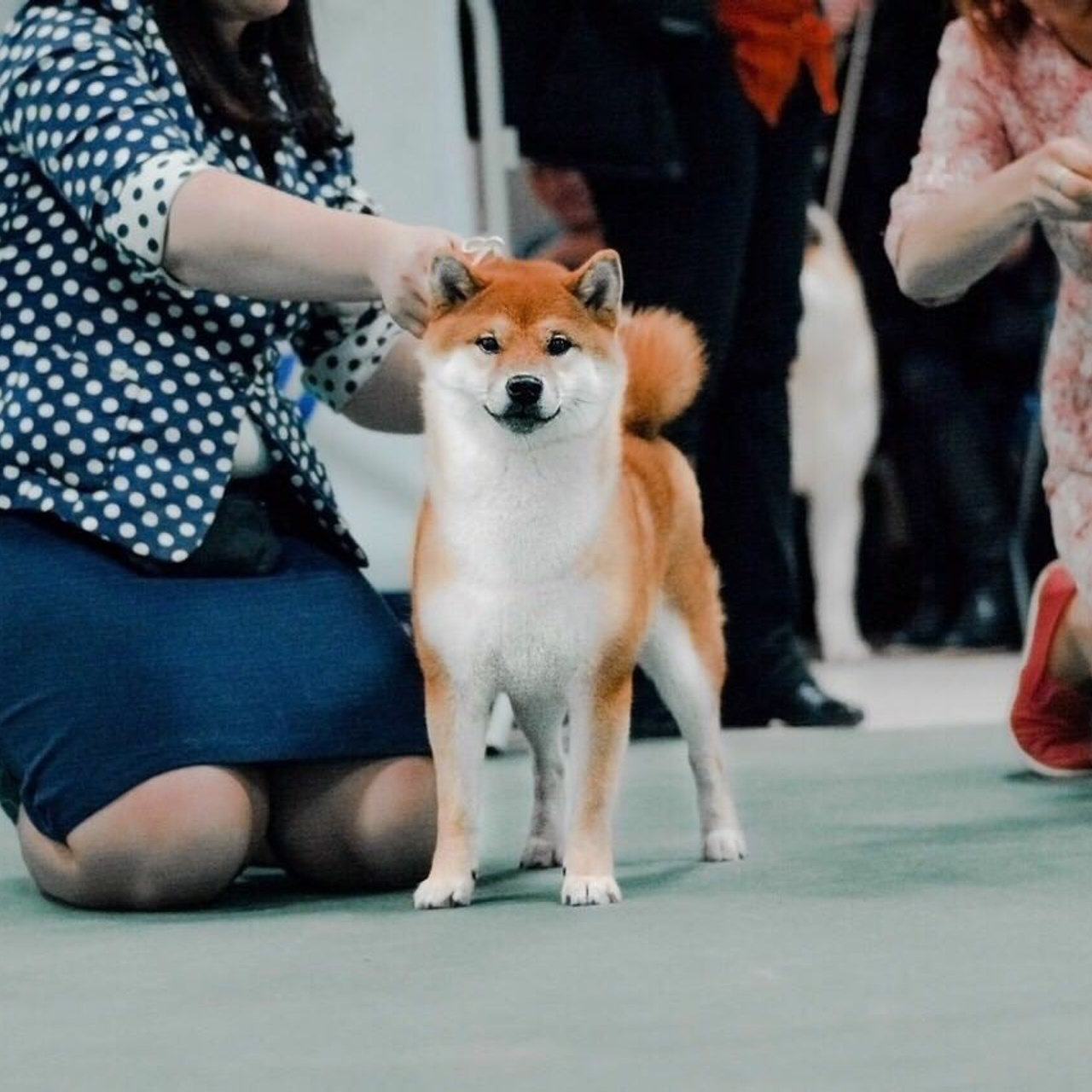 ПОМЕТ A. SHIOMARU Питомник сиба и акита-ину