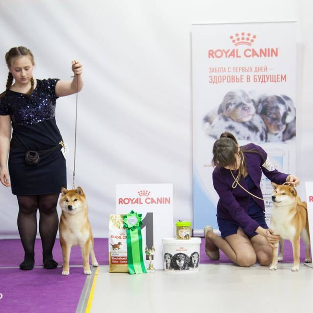 Dog show 2018. SHIOMARU Питомник сиба и акита-ину