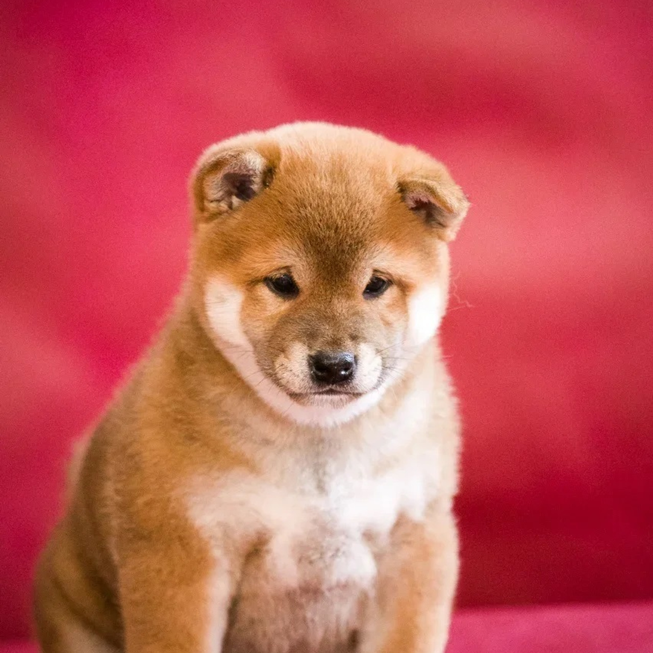 ПОМЕТ Q. SHIOMARU Питомник сиба и акита-ину