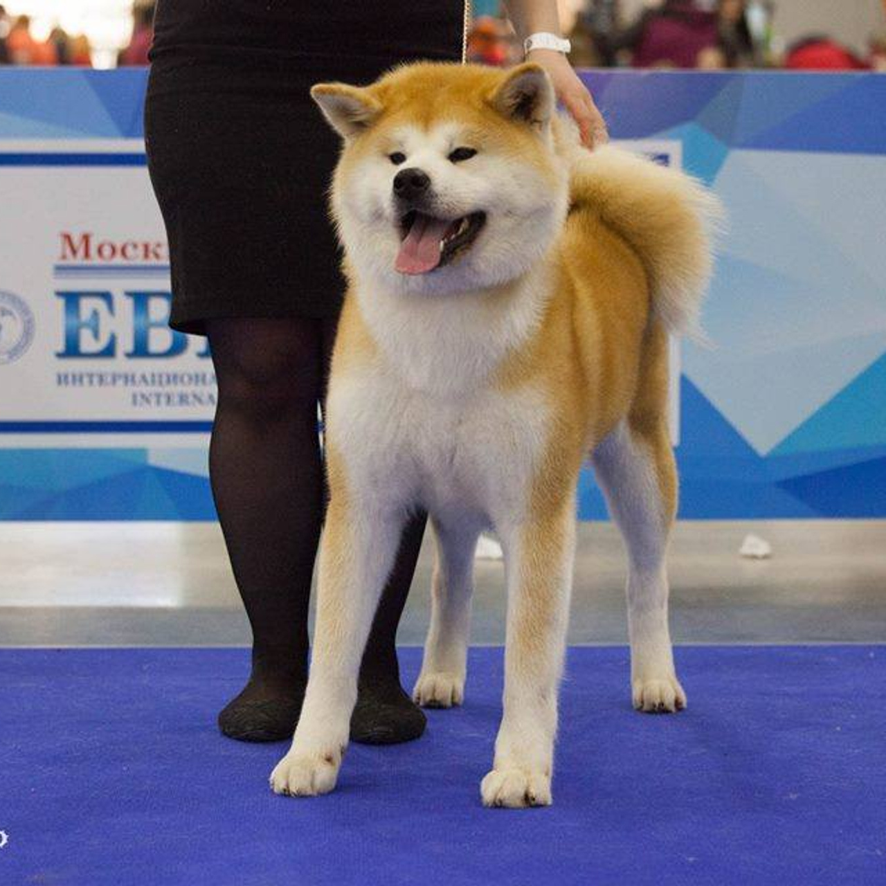 Dog show 2017. SHIOMARU Питомник сиба и акита-ину