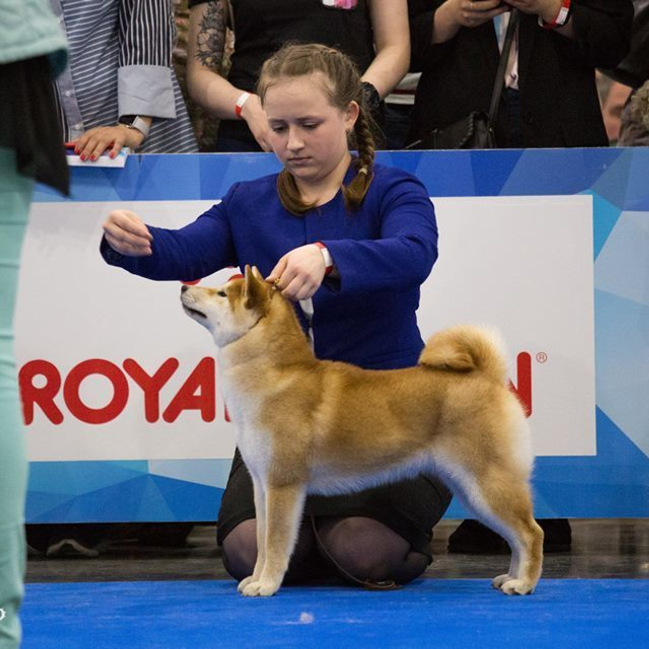 Dog show 2018. SHIOMARU Питомник сиба и акита-ину