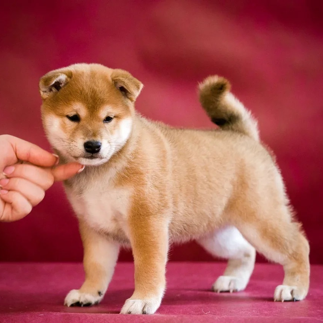 ПОМЕТ Q. SHIOMARU Питомник сиба и акита-ину