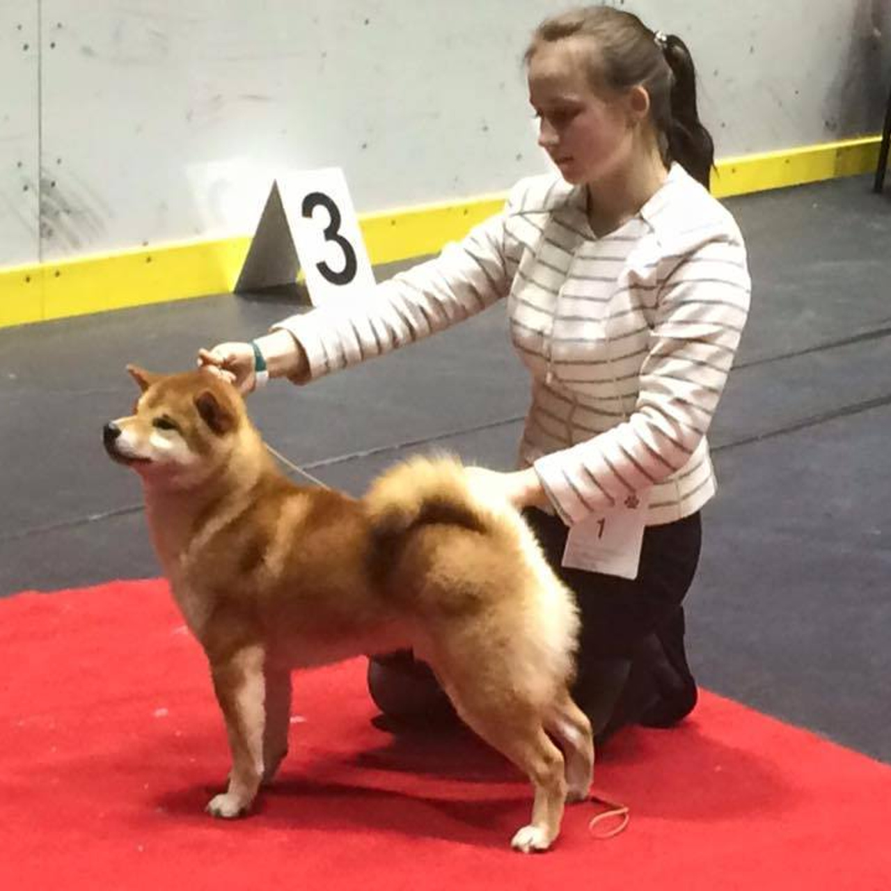 Dog show 2016. SHIOMARU Питомник сиба и акита-ину