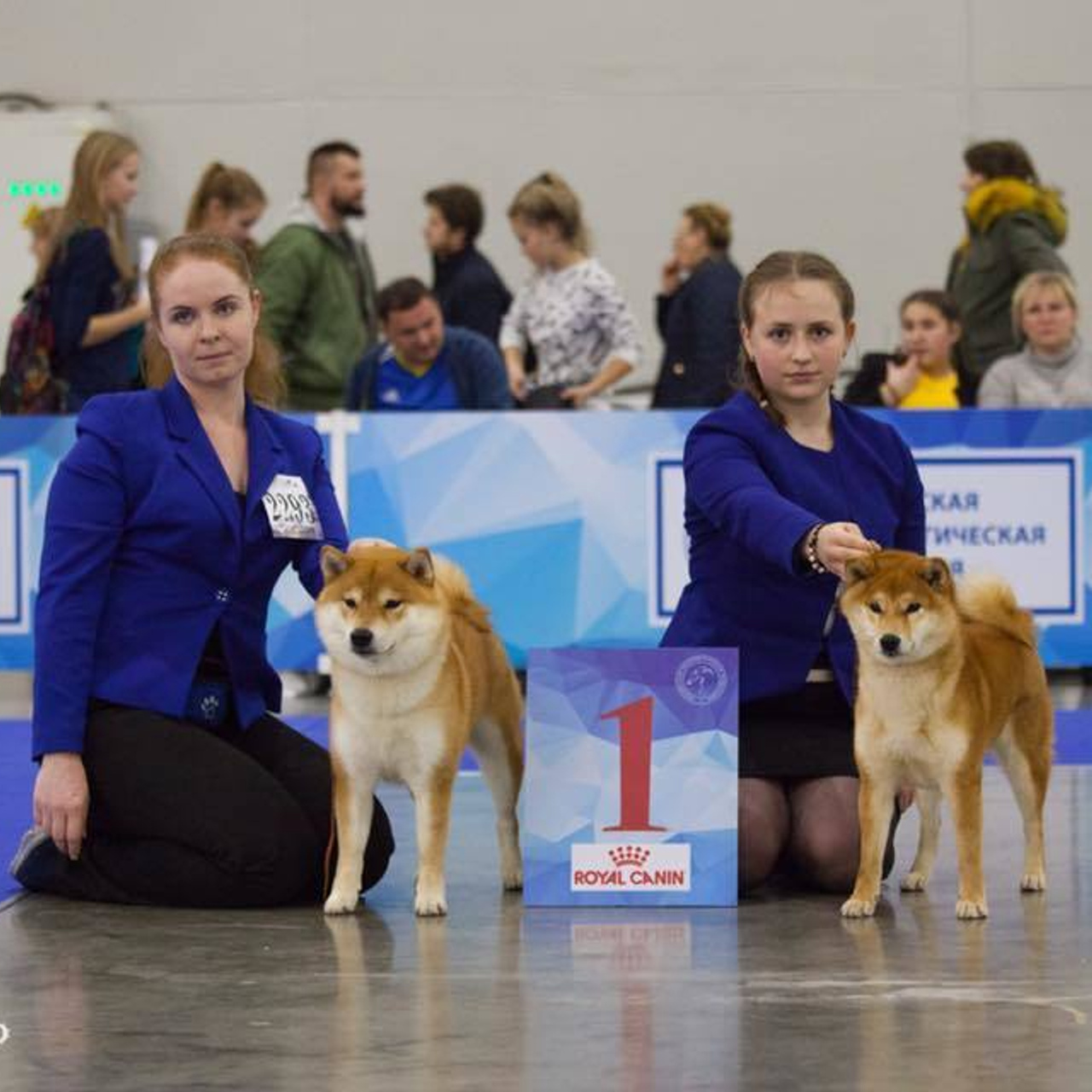 Dog show 2017. SHIOMARU Питомник сиба и акита-ину