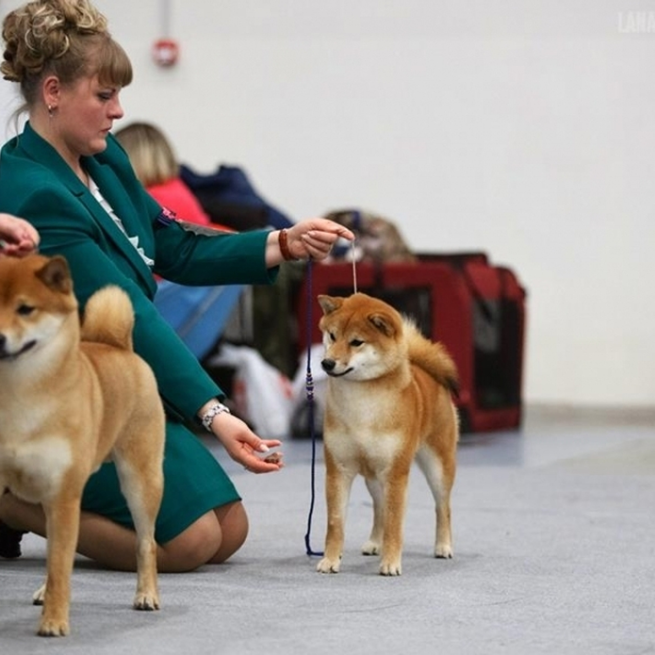 Выпускники питомника. SHIOMARU Питомник сиба и акита-ину