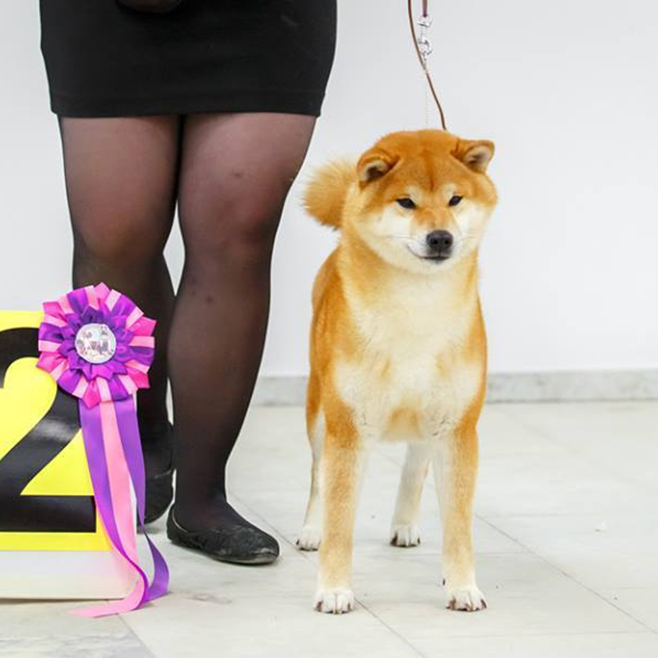 Dog show 2017. SHIOMARU Питомник сиба и акита-ину